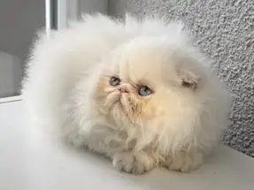 SAFKAN İRAN PERSIAN DİŞİ YAVRUMUZ