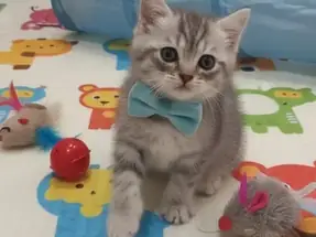 SEVİMLİ BICIRIK BRİTİSH ERKEK YAVRU