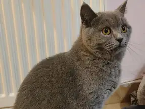 Biritish Shorthair Blue ve Blue Point Dişi Yavru Kediler