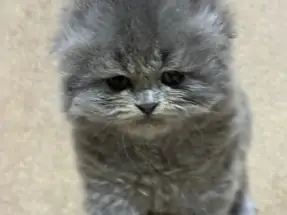 Scottish Fold Longhair Blue Grey AYI KAFA Dişi Yavru