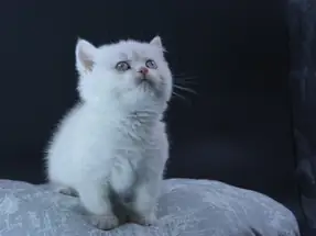 British Shorthair yavrular Ücretsiz sahiplendirme