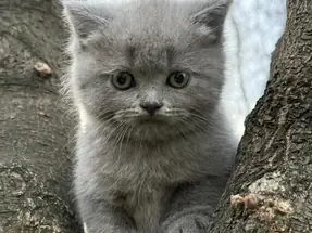 BRİTİSH SHORTHAİR 2 AYLIK DİŞİ YAVRU