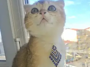 Scottish fold golden yavru