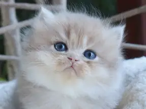 Safkan British Longhair Blue golden dişi yavru