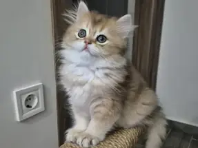 BİRBİRİNDEN GÜZEL BRİTİSH YAVRU KEDİLER