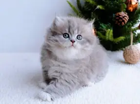 Pofuduk blue British longhair erkek yavru