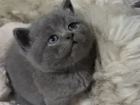 BRİTİSH SHORTHAİR BLUE DİŞİ YAVRUMUZ