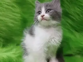 British Shorthair Blue Grey Tabby White Bicolor Yavrular