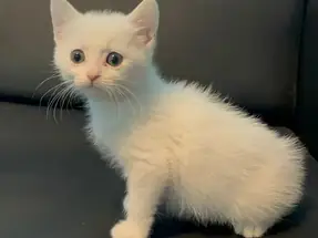 2 AYLIK BRİTİSH SHORTHAIR YAVRUMUZ