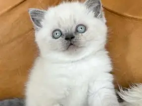 Bebeksi Bluepoint British Shorthair