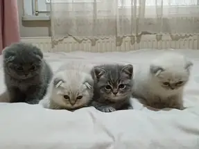British Longhair Scottish Fold 2 aylık dişi erkek yavrular