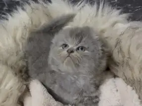 SCOTTİSH FOLD BLUE ERKEK YAVRUMUZ