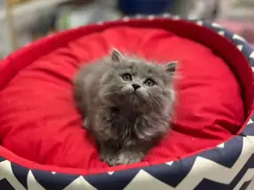 2 AYLIK BRİTİSH LONGHAİR DİŞİ YAVRU