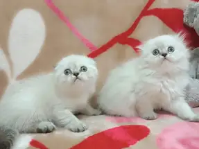 SCOTTİSH FOLD YAVRULAR